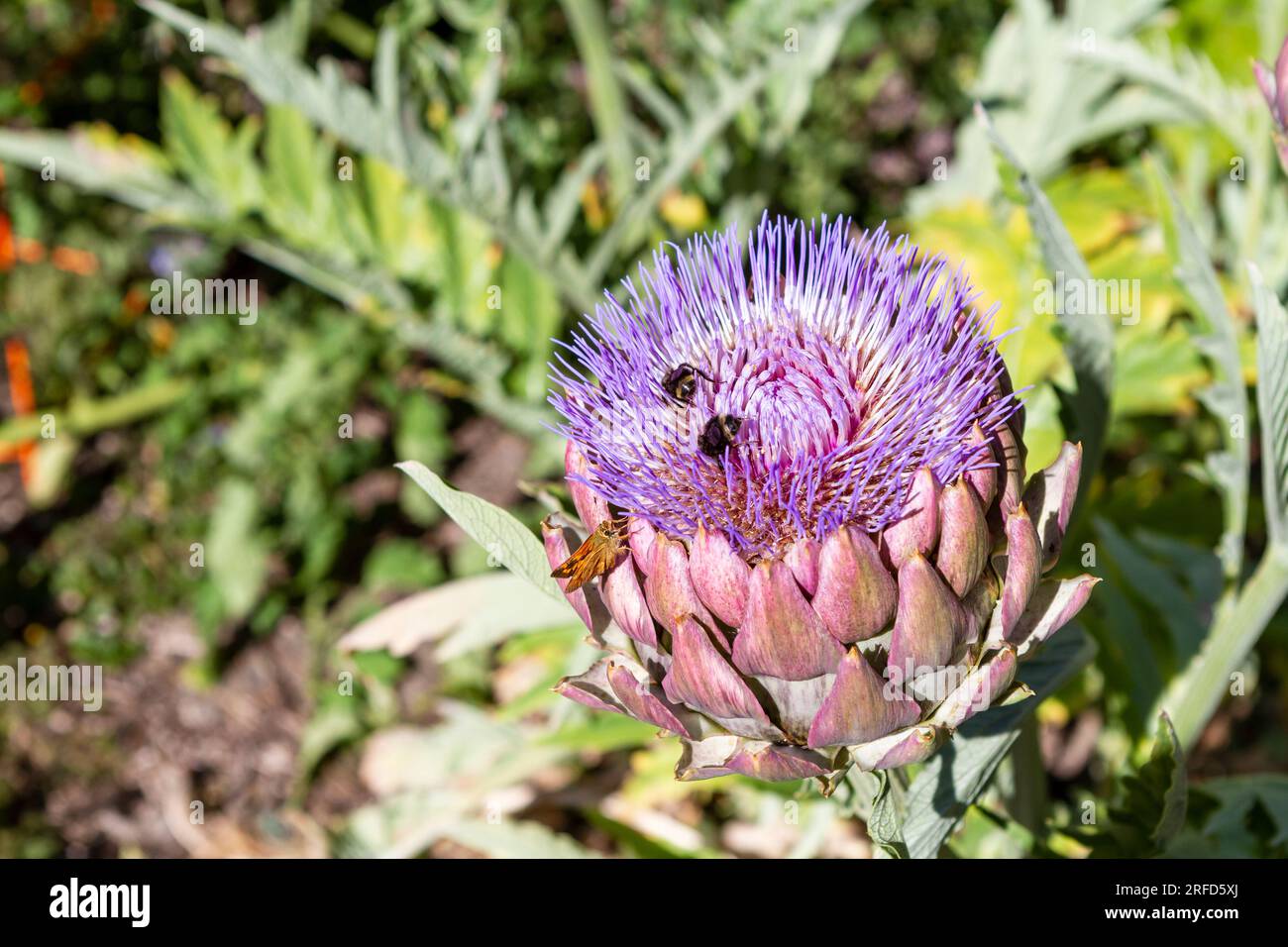 A blooming Globe artichoke flower attracts pollinators, including the Yellow bumble bee (Bombus fervidus) and Fritillary butterfly, to a home garden. Stock Photo