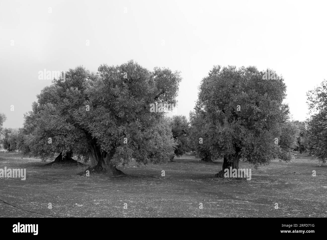 Olive groves in Puglia (Apulia), Italy Stock Photo