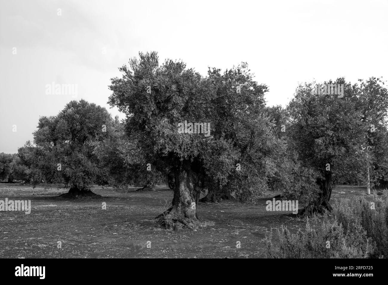Olive groves in Puglia (Apulia), Italy Stock Photo