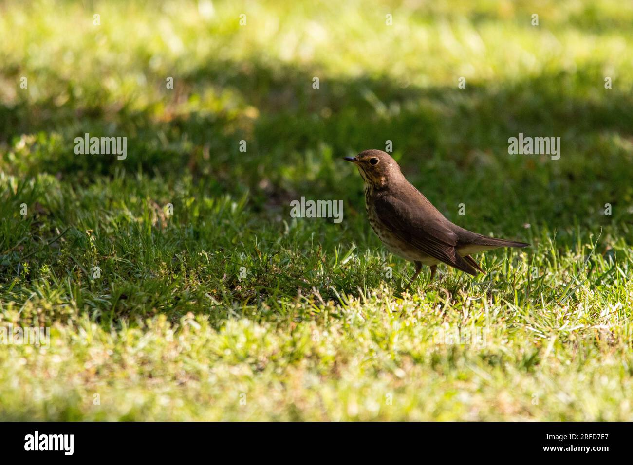 Wood thrush (Hylocichla mustelina) in backyard in Joplin, Missouri