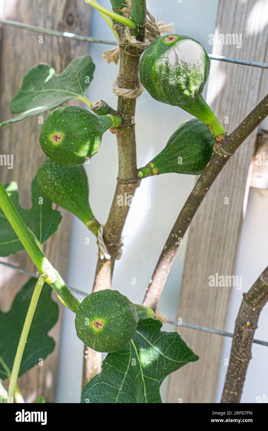 Ficus Carica 'Brown Turkey' FIG Spring growth Ficus carica ‘Brown Turkey’ Fig Family Moraceae Trained Tree Deciduous (‘Brown Naples’) is a prolific and reliable variety. In long hot summers it will produce an abundant crop of brown, pear-shaped fruit with red flesh. Stock Photo