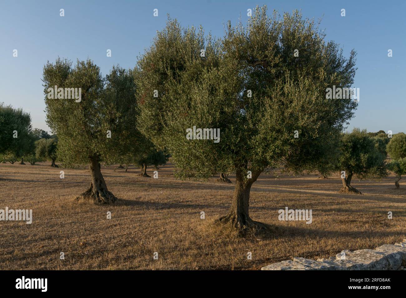 Olive groves in Puglia (Apulia), Italy Stock Photo - Alamy