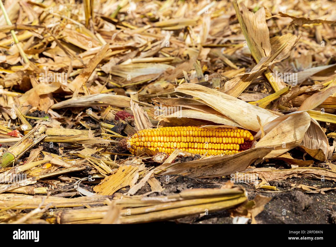 Corn stover in cornfield after harvest. Biomass energy, ethanol and renewable energy concept. Stock Photo