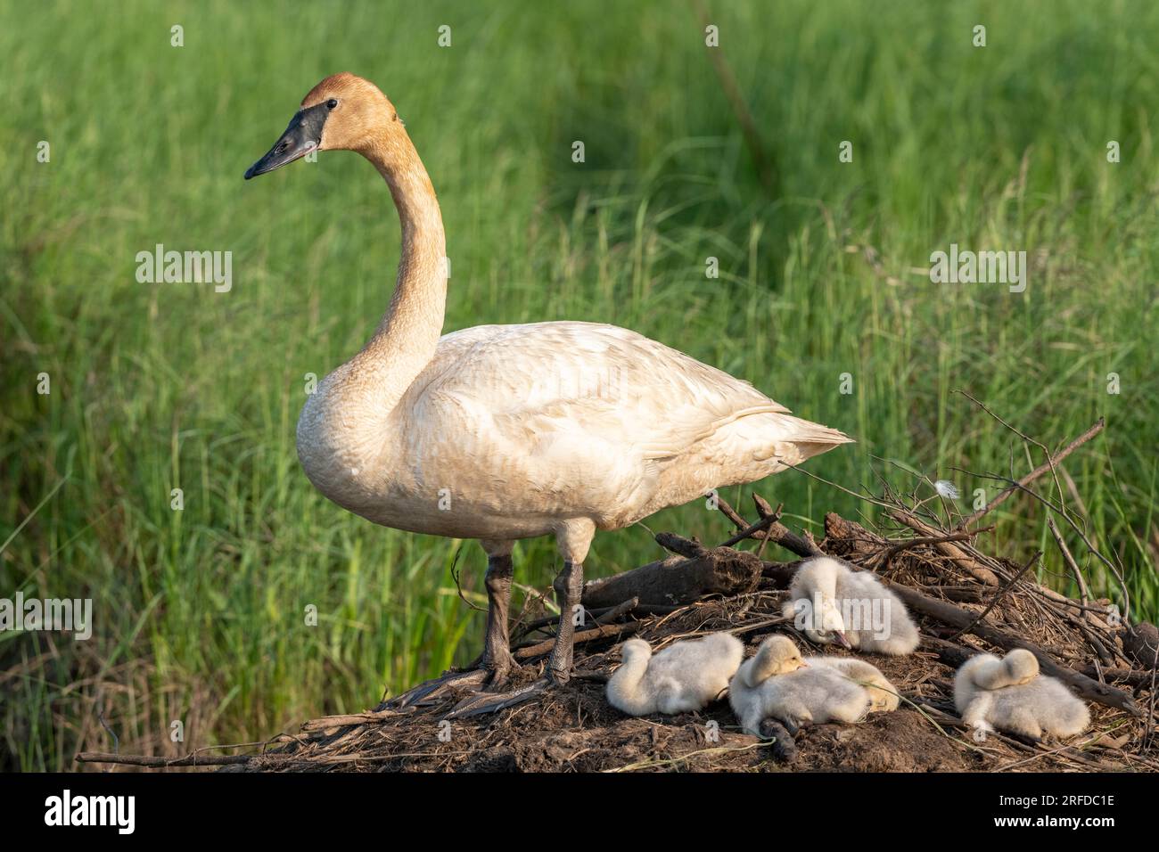 Pair of Trumpeter swans (Cygnus buccinator) with cygnets atop active beaver lodge, Wisconsin, USA, by Dominique Braud/Dembinsky Photo Assoc Stock Photo