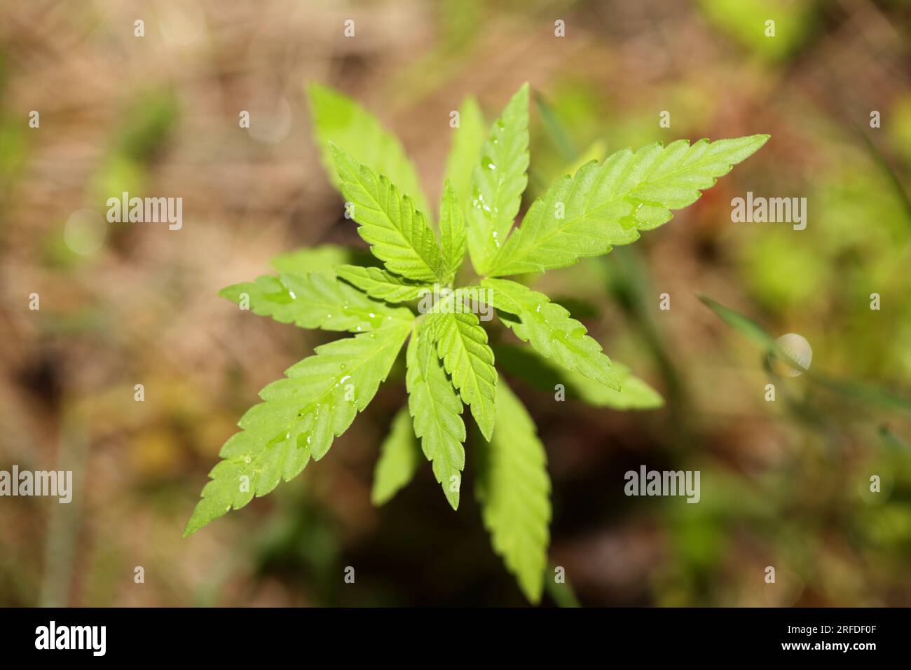 Baby cannabis plant the vegetative stage of marijuana growing seedling ...