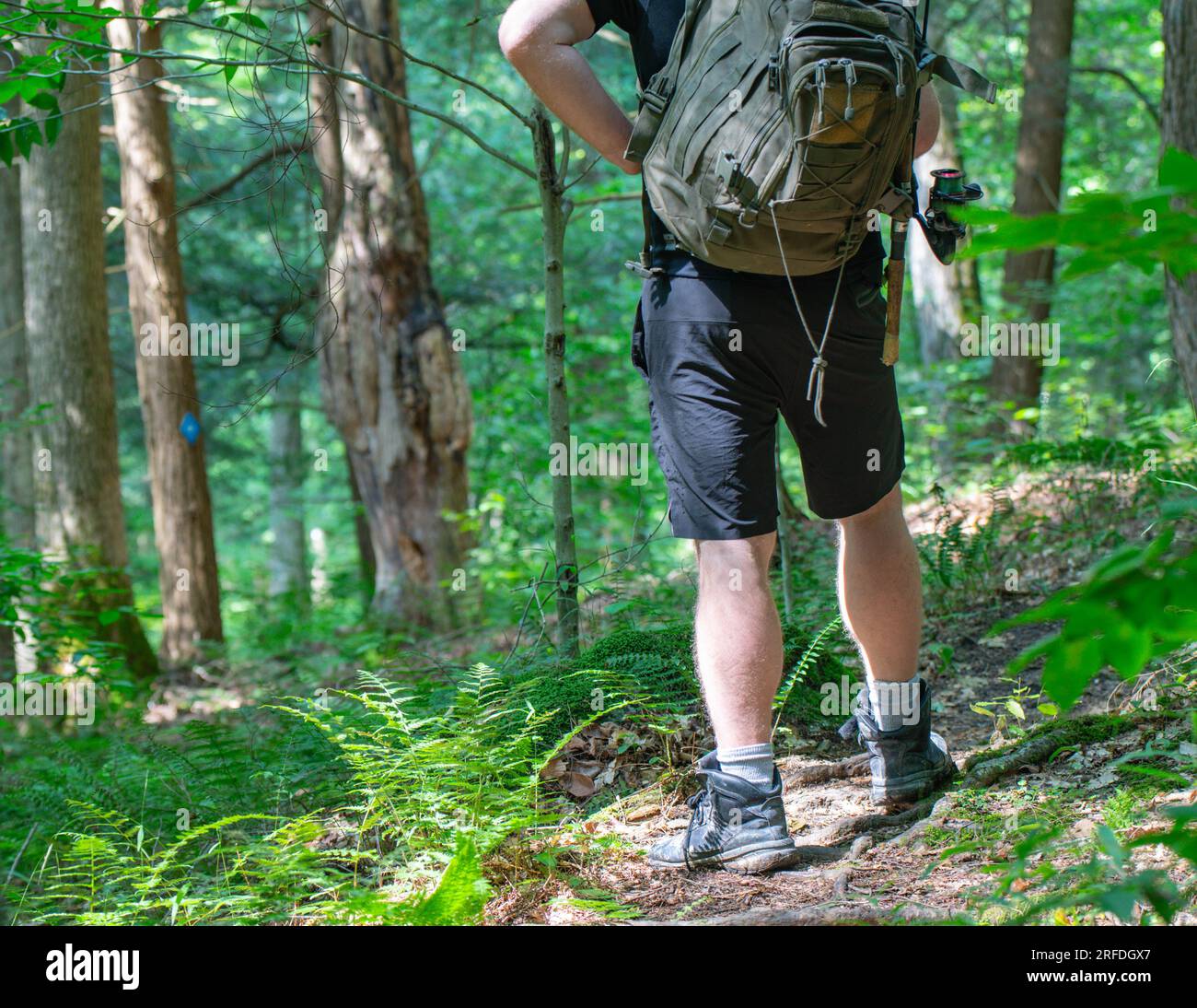 Hiker on a woodland trail, trail signs, natural background copy space image, active lifestyle Stock Photo