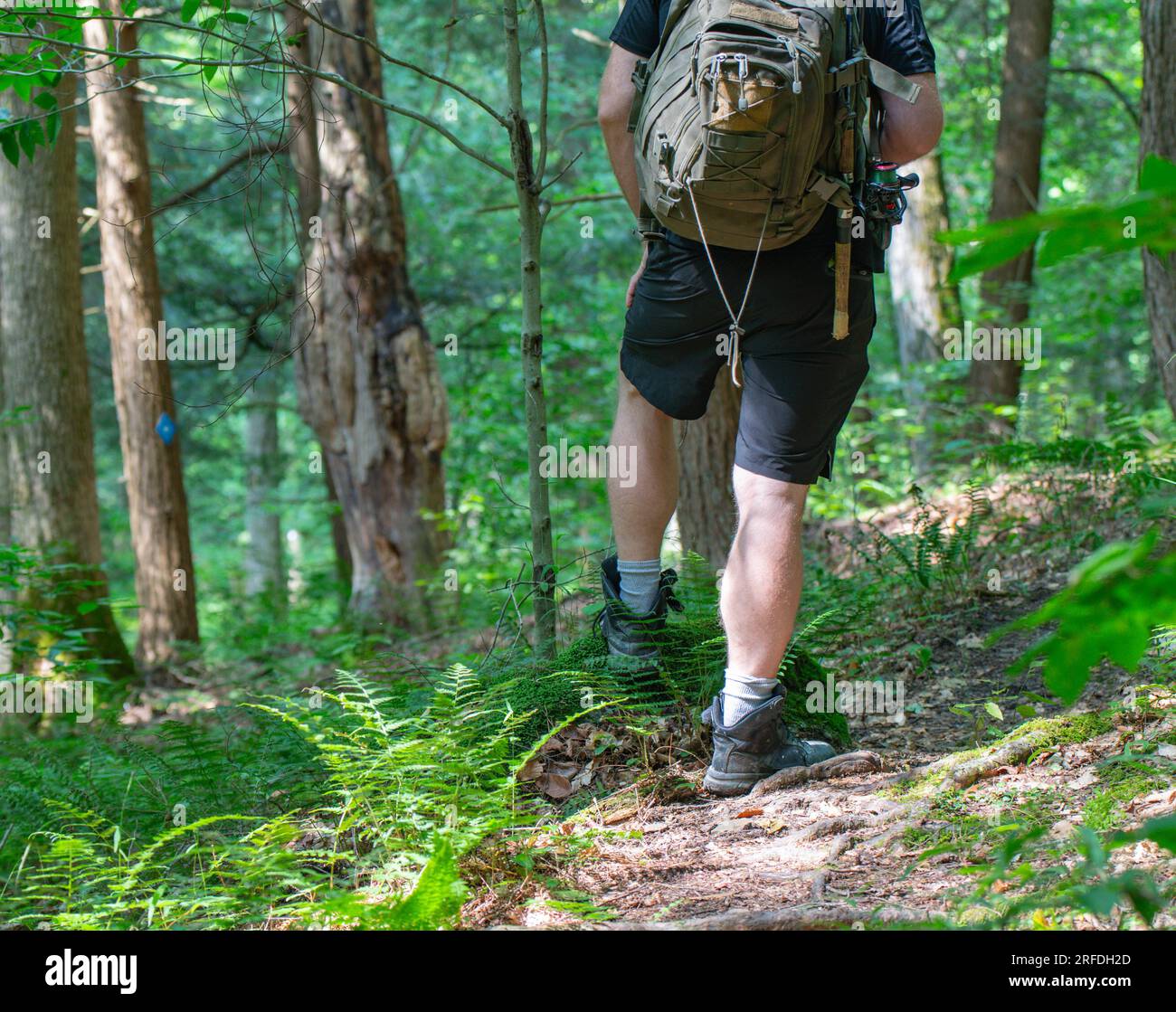 Hiker on a woodland trail, trail signs, natural background copy space image, active lifestyle Stock Photo