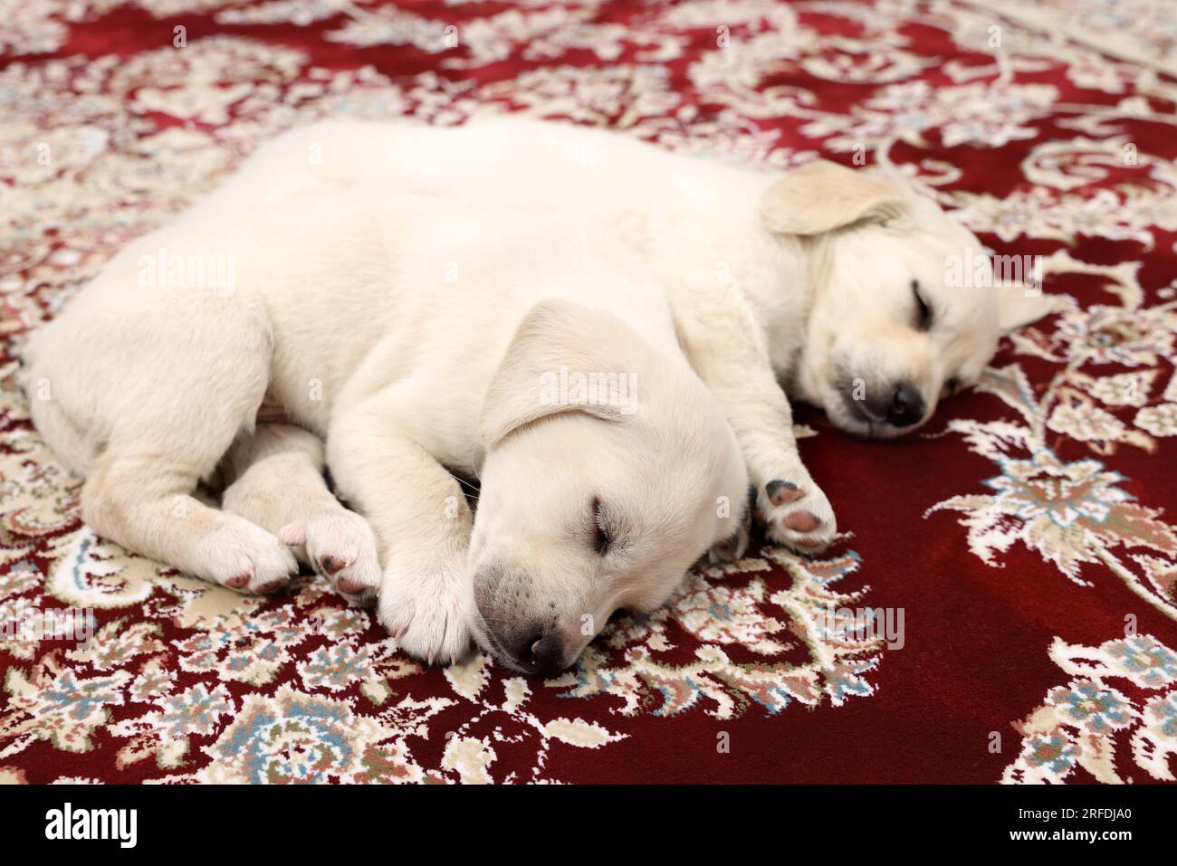 Cute little puppies sleeping on vintage carpet Stock Photo - Alamy
