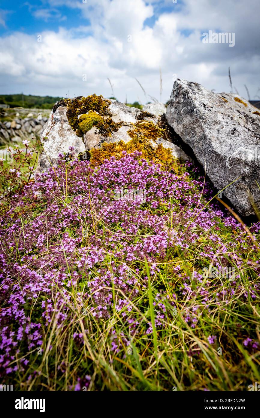 Beautiful flowers blooming hi-res stock photography and images - Alamy