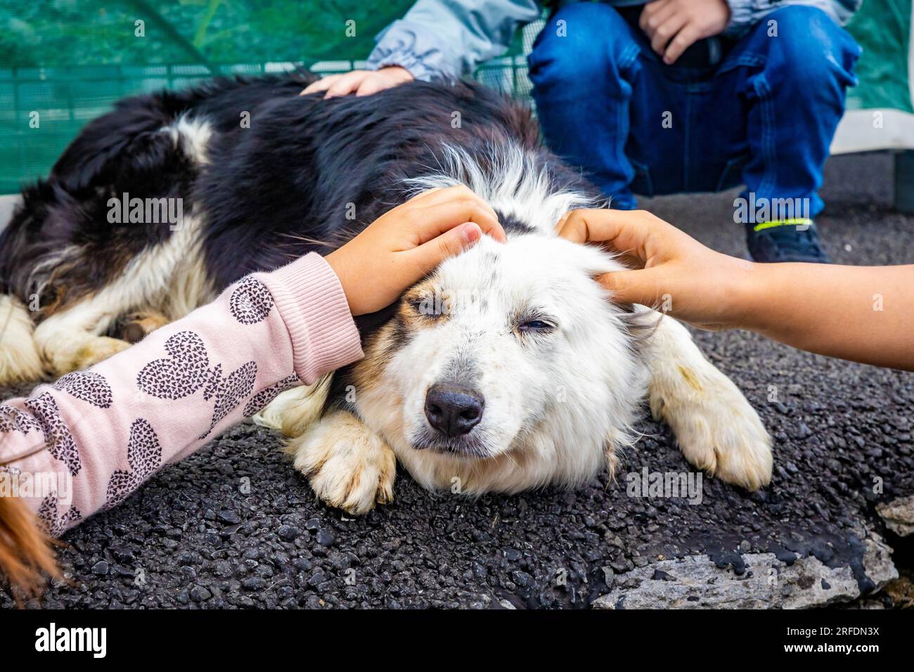 Petting adorable border collie sheep dog close up portrait Stock Photo