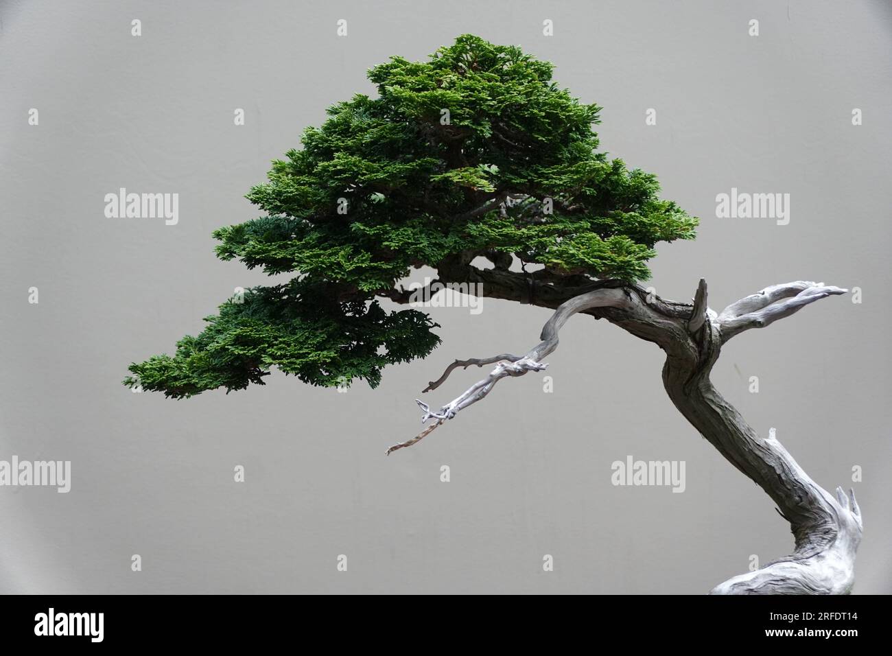 Close up of the green leaves and grey branch of Hinoki False Cypress bonsai tree Stock Photo