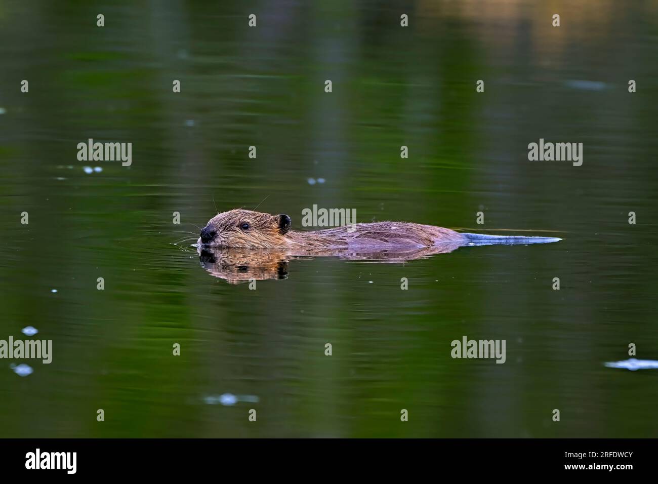 A baby beaver "Castor canadensis", swimming in the reflective water of