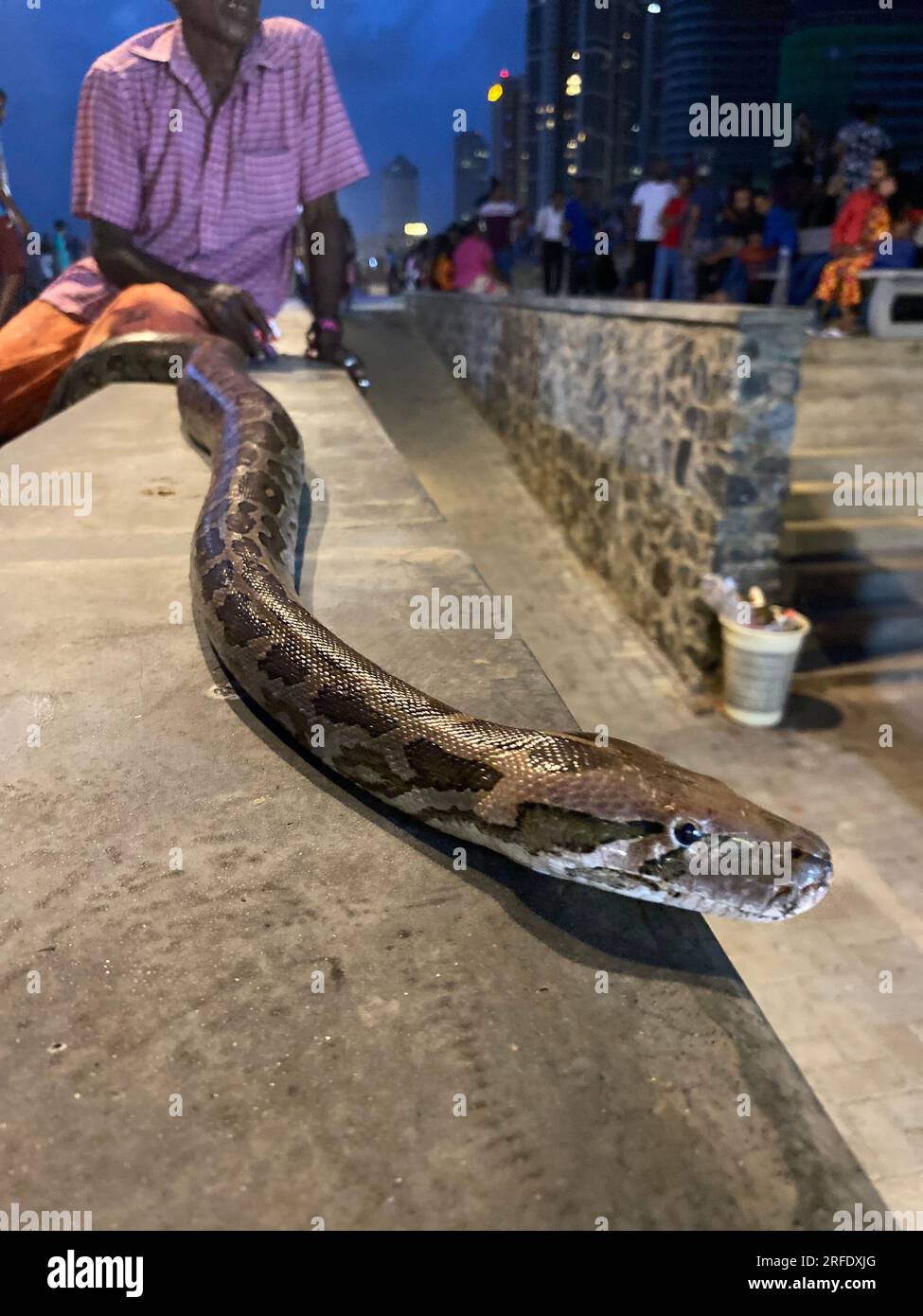 Reptiles in Sri Lanka in the Wild, Visit Sri Lanka. Stock Photo