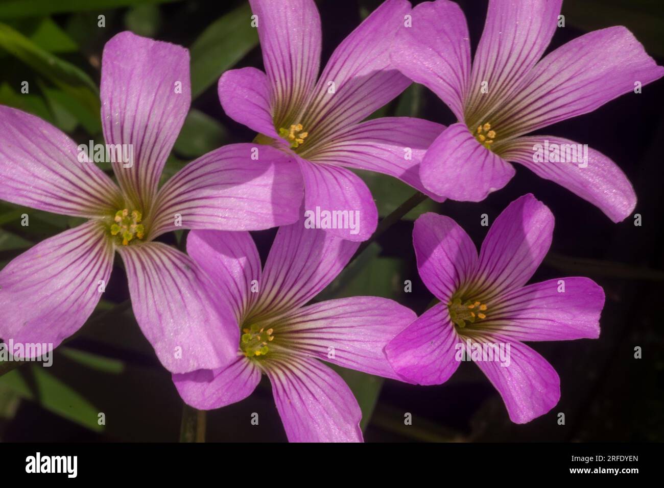 Creeping Oxalis Flower, Oxalis articulata, Oxalis debilis, wild, Malanda, Australia. Stock Photo