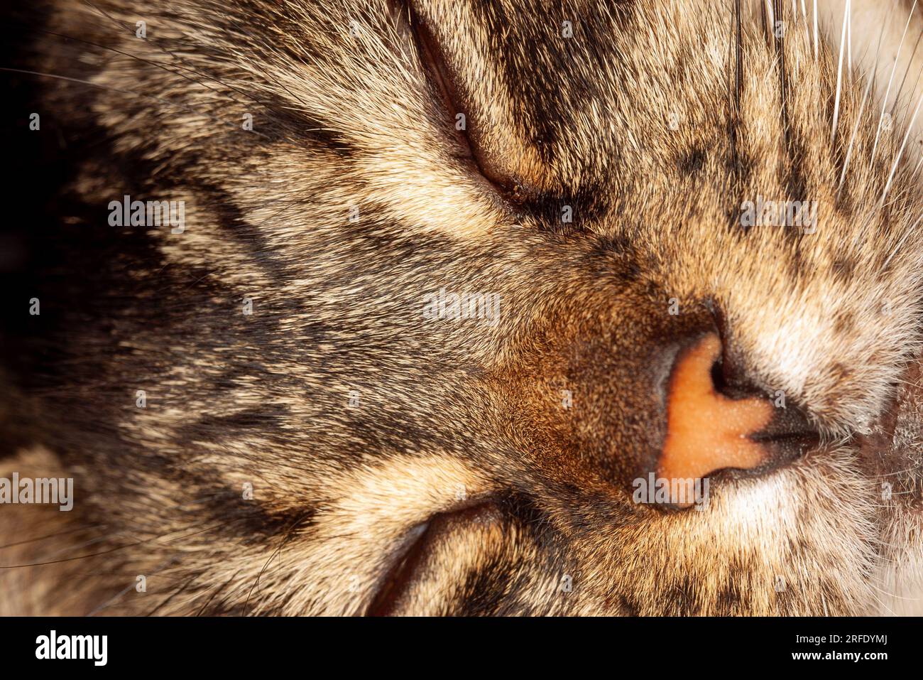 Domestic Cat, Felis catus, Shorthaired Tabby, clodeup of face, pet , Australia Stock Photo Alamy
