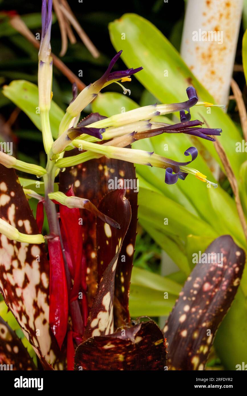 Bromeliad, Billbergia Midnight', in flower, cultiovated, Malanda, Australia. Stock Photo