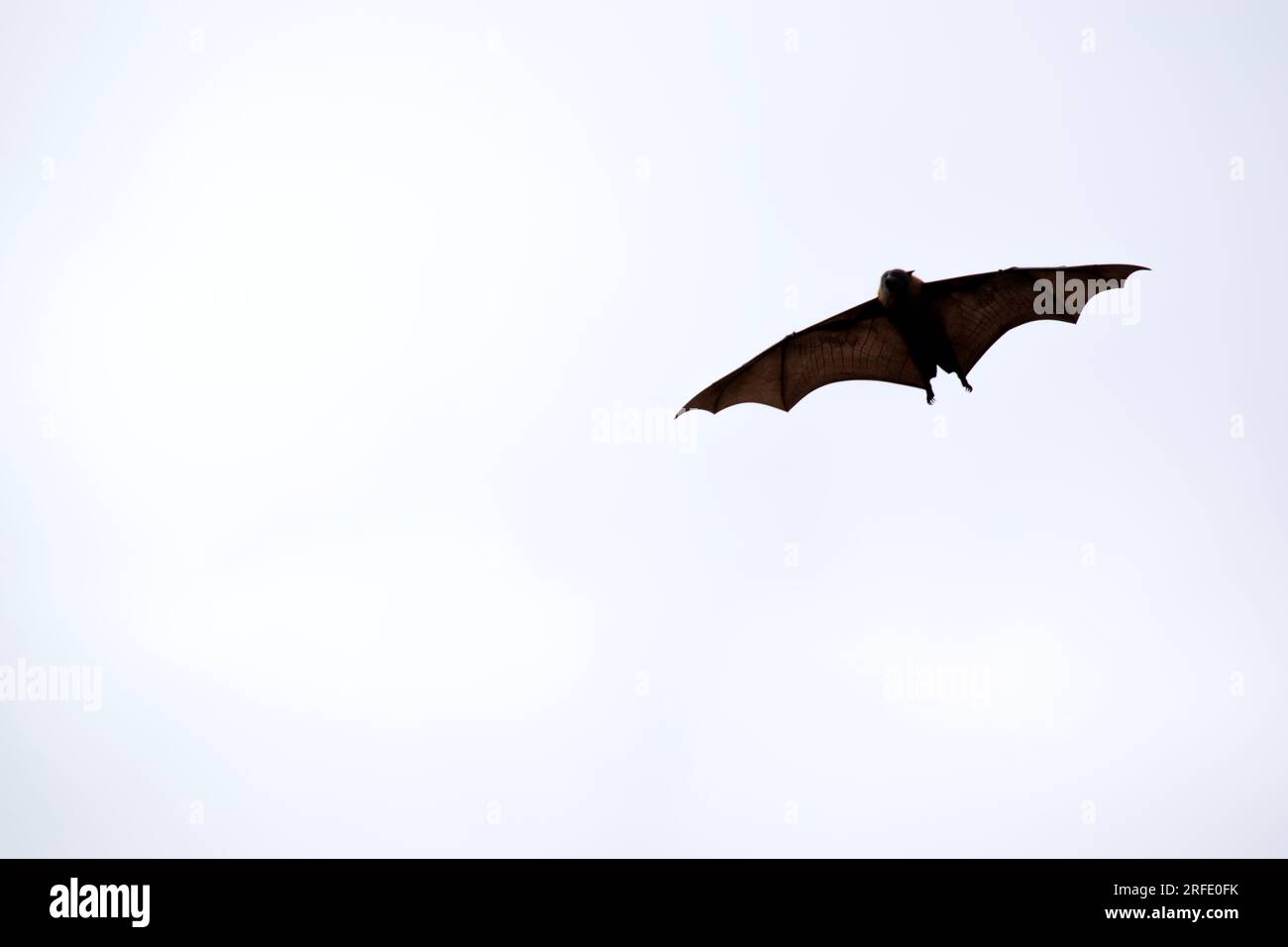 Bats are the only mammals that can fly. Instead of arms or hands, they ...
