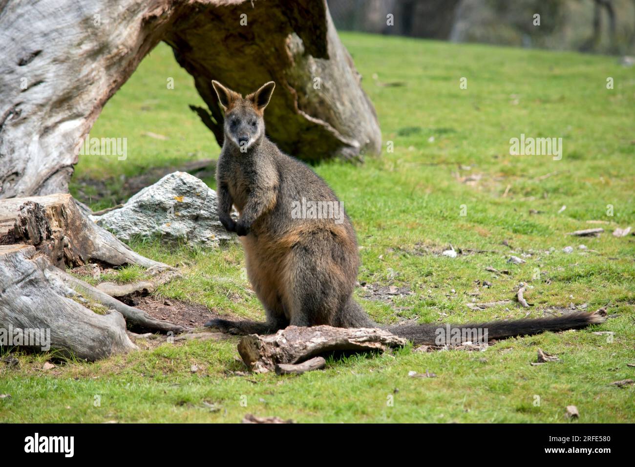 the swamp wallaby is resting on its hind legs in a grass field Stock