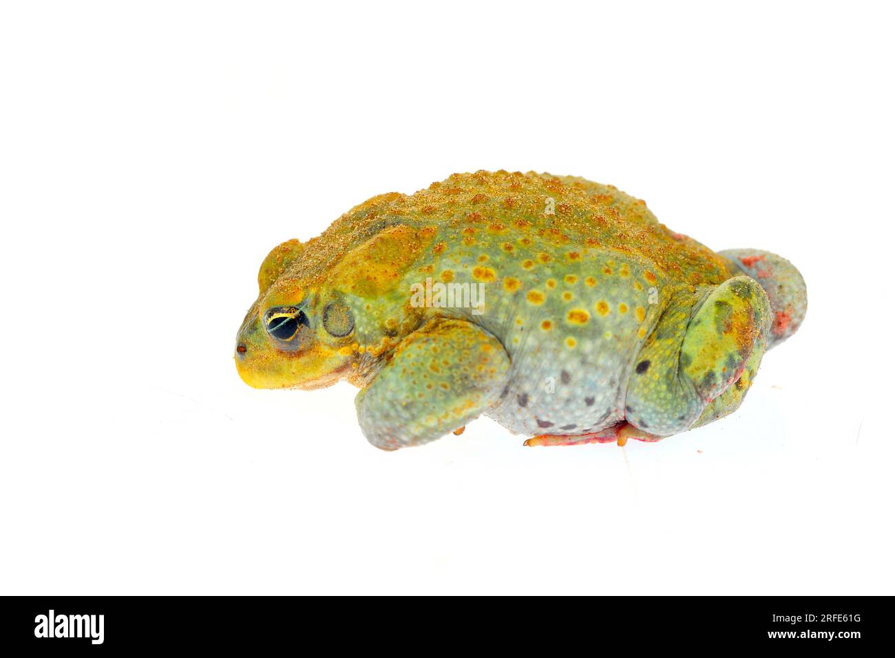 Toad on a white background Stock Photo - Alamy