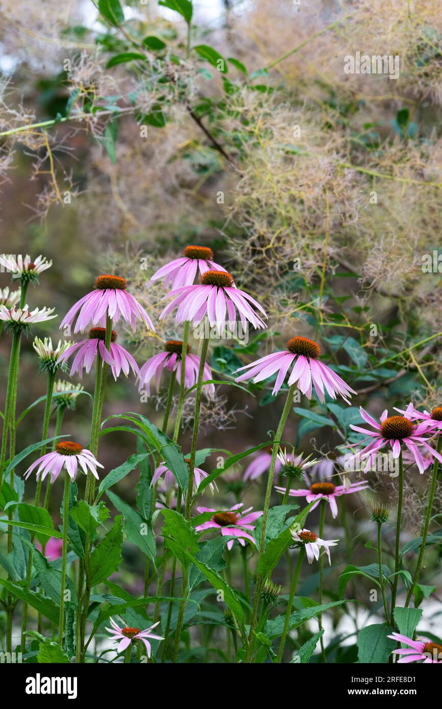 Echinacea purpurea.  Coneflowers in an English garden. UK Stock Photo