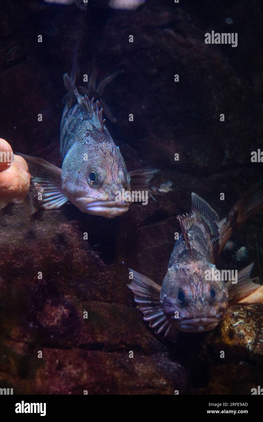 Bluemouth rockfish hires stock photography and images Alamy