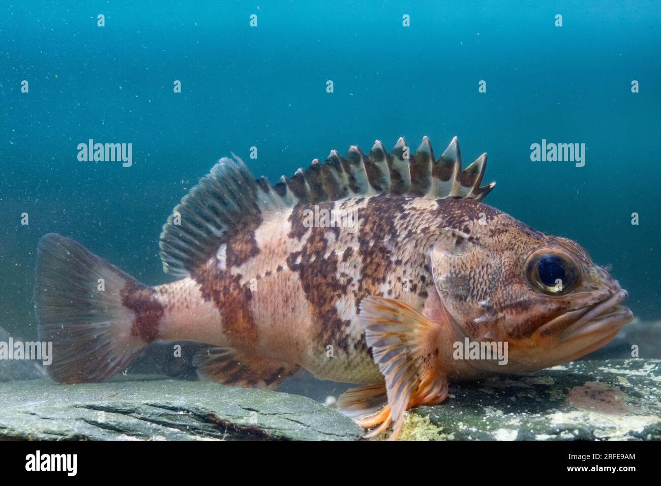 Bluemouth rockfish hi-res stock photography and images - Alamy