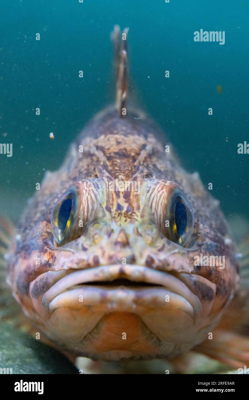 Bluemouth rockfish hires stock photography and images Alamy