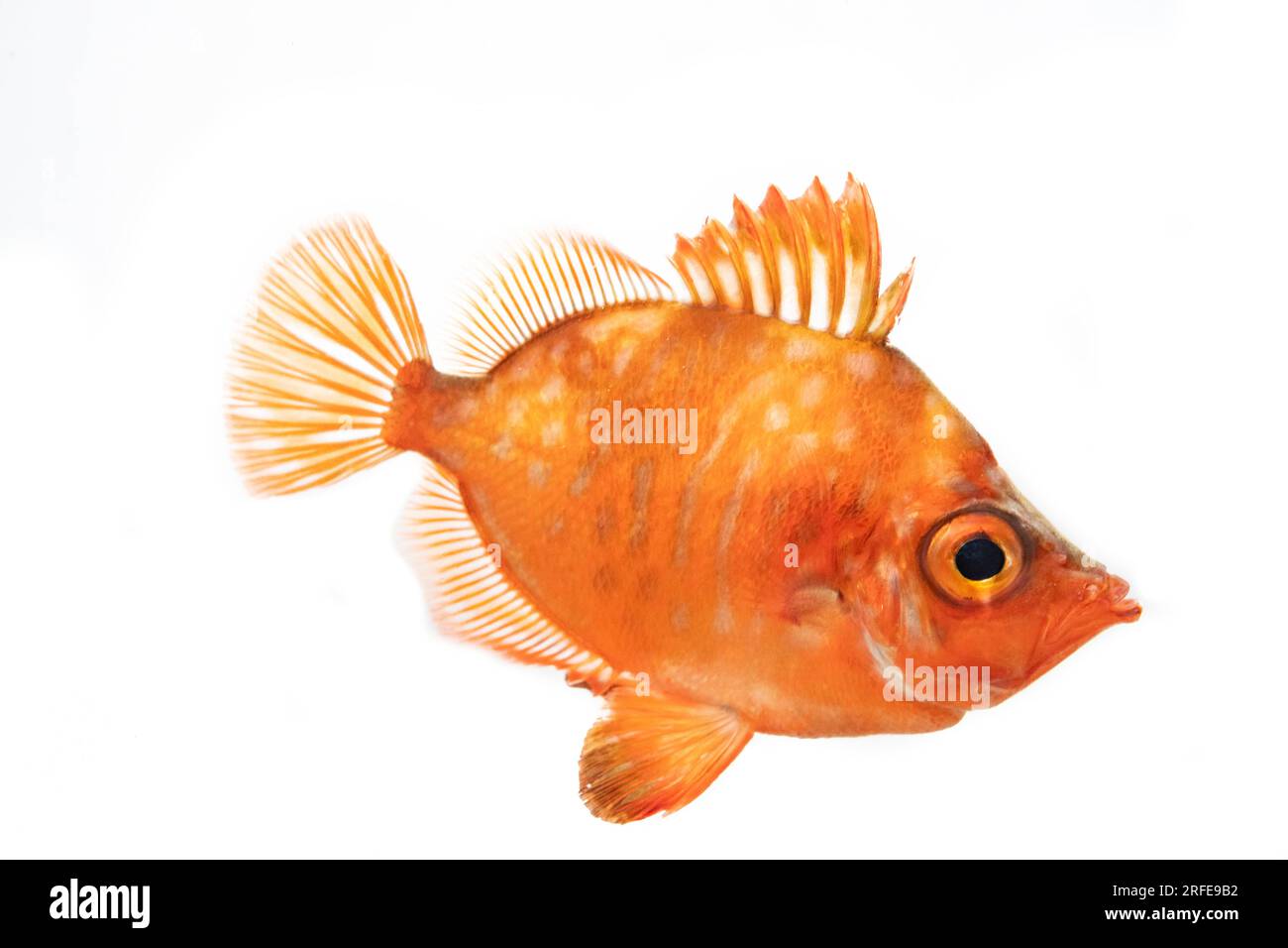 boarfish close ups Stock Photo