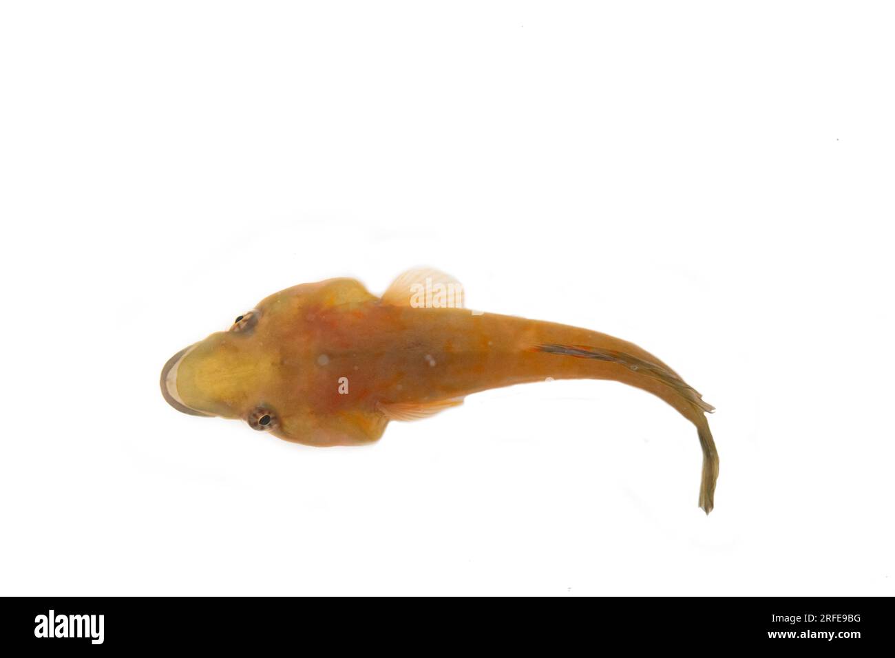 connemara clingfish on a rock Stock Photo