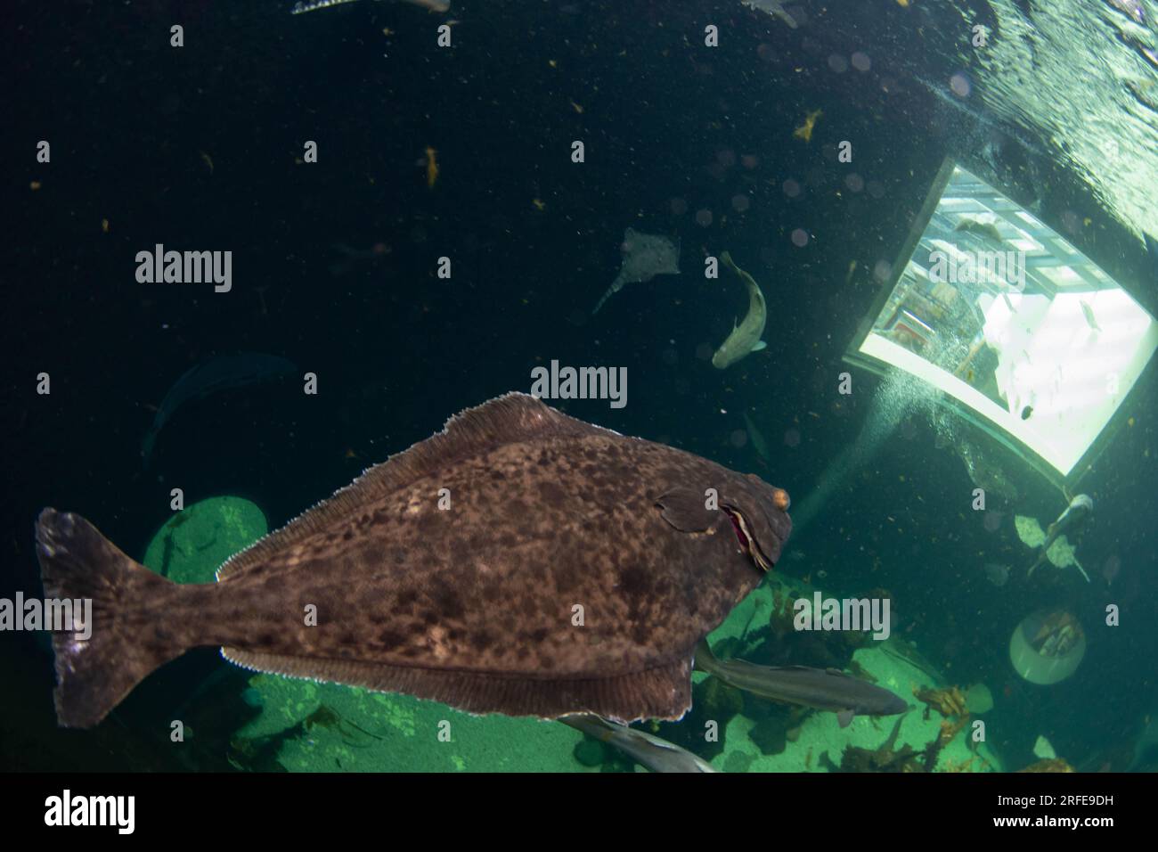 large halibut in a aquarium Stock Photo Alamy