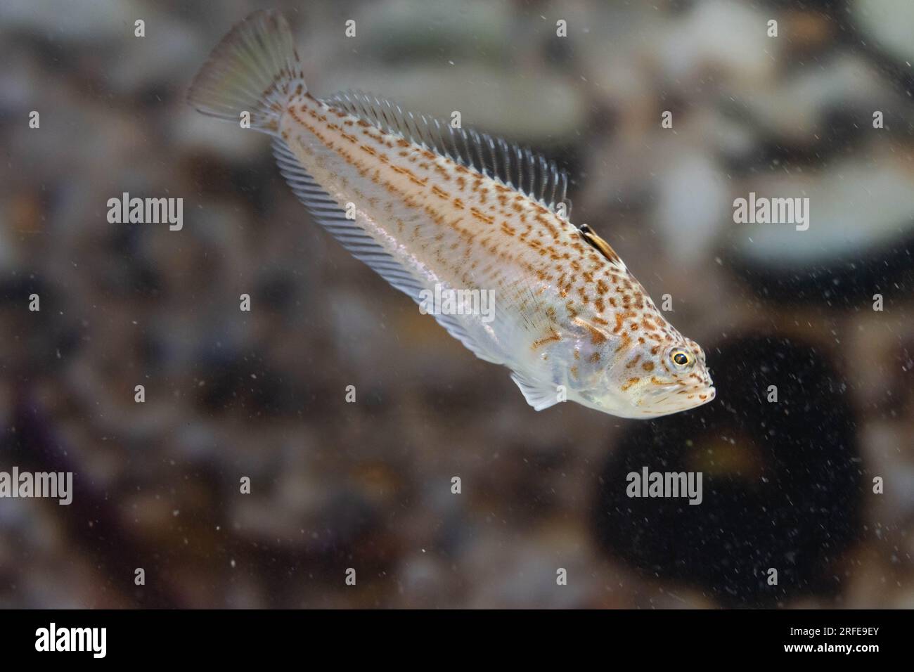 lesser weever fish in shallow water Stock Photo Alamy