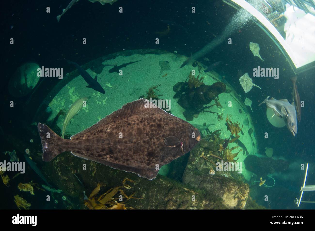 large halibut in a aquarium Stock Photo