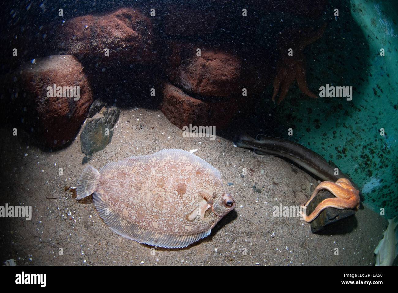 lemon sole on rocky bottom Stock Photo