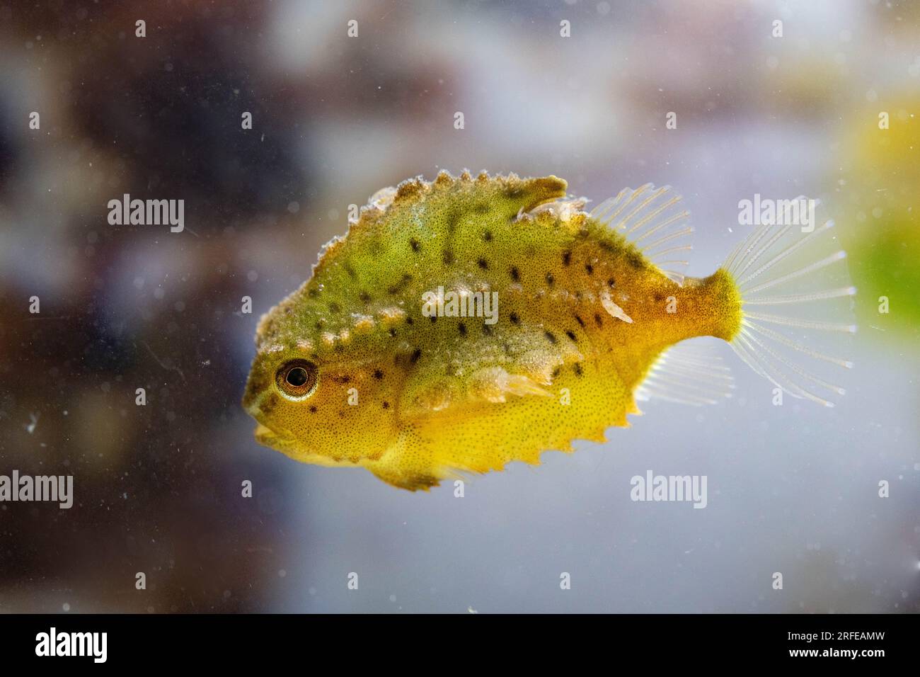 young lumpsucker fish Stock Photo Alamy