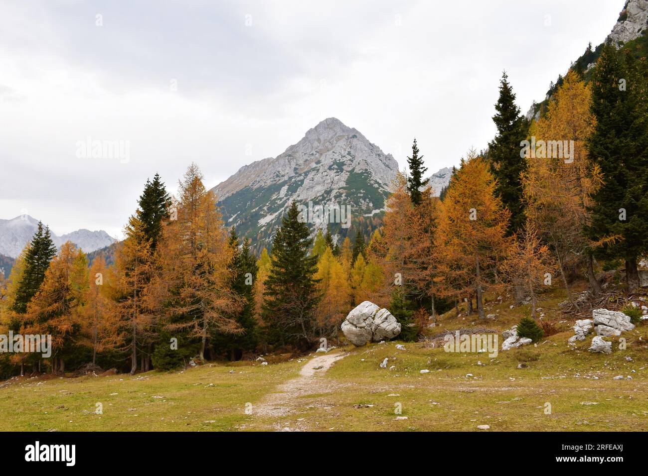 View of Vrtača mountain in Karavanke mountains and a conifer spruce and ...