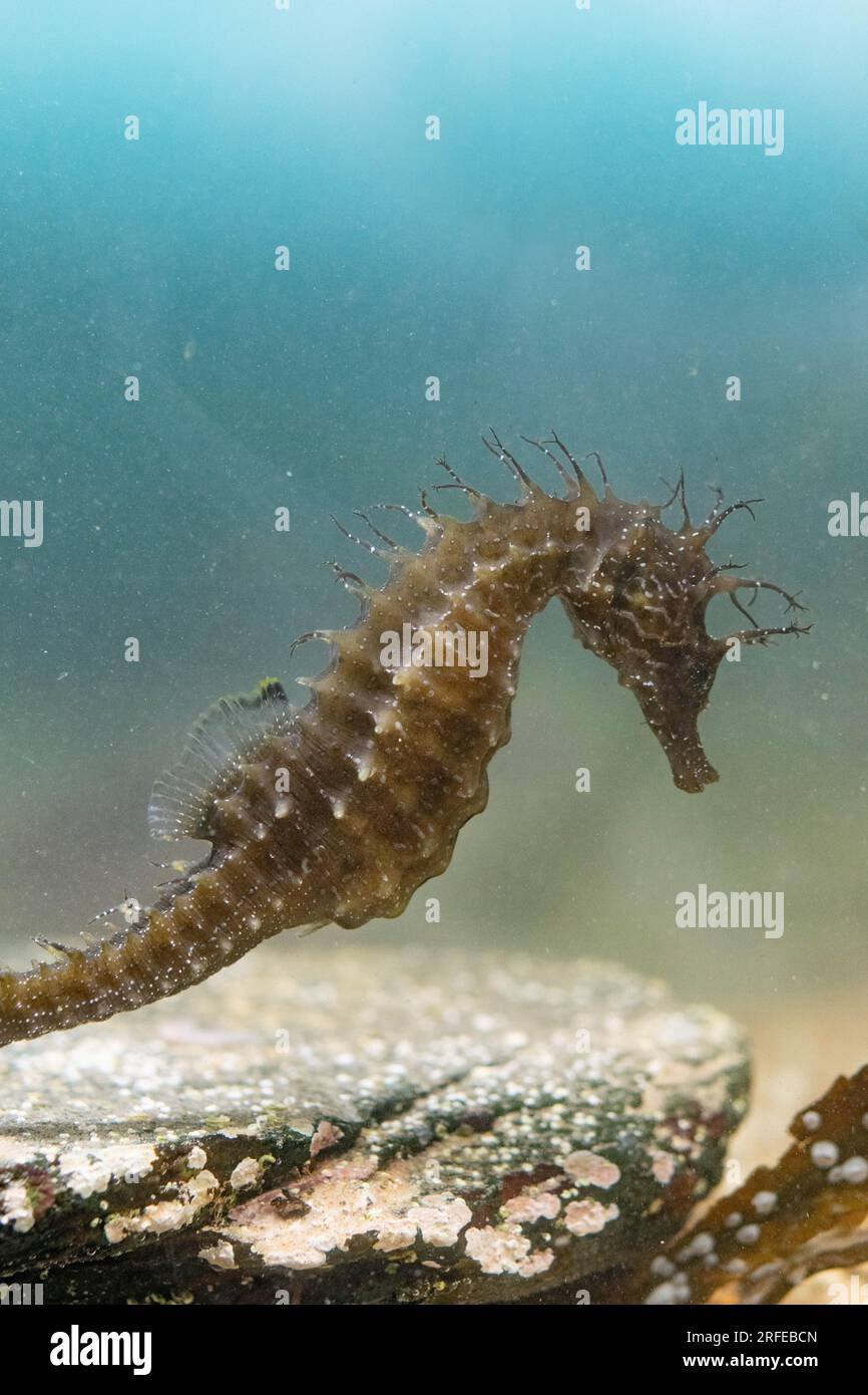 spiny seahorse macro shots (captive) Stock Photo