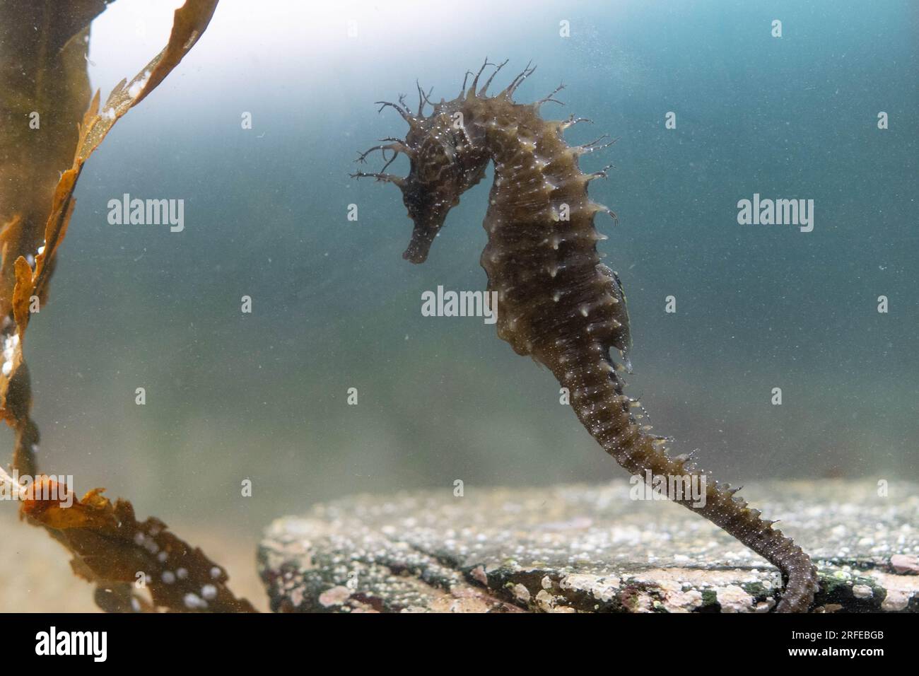 spiny seahorse macro shots (captive) Stock Photo