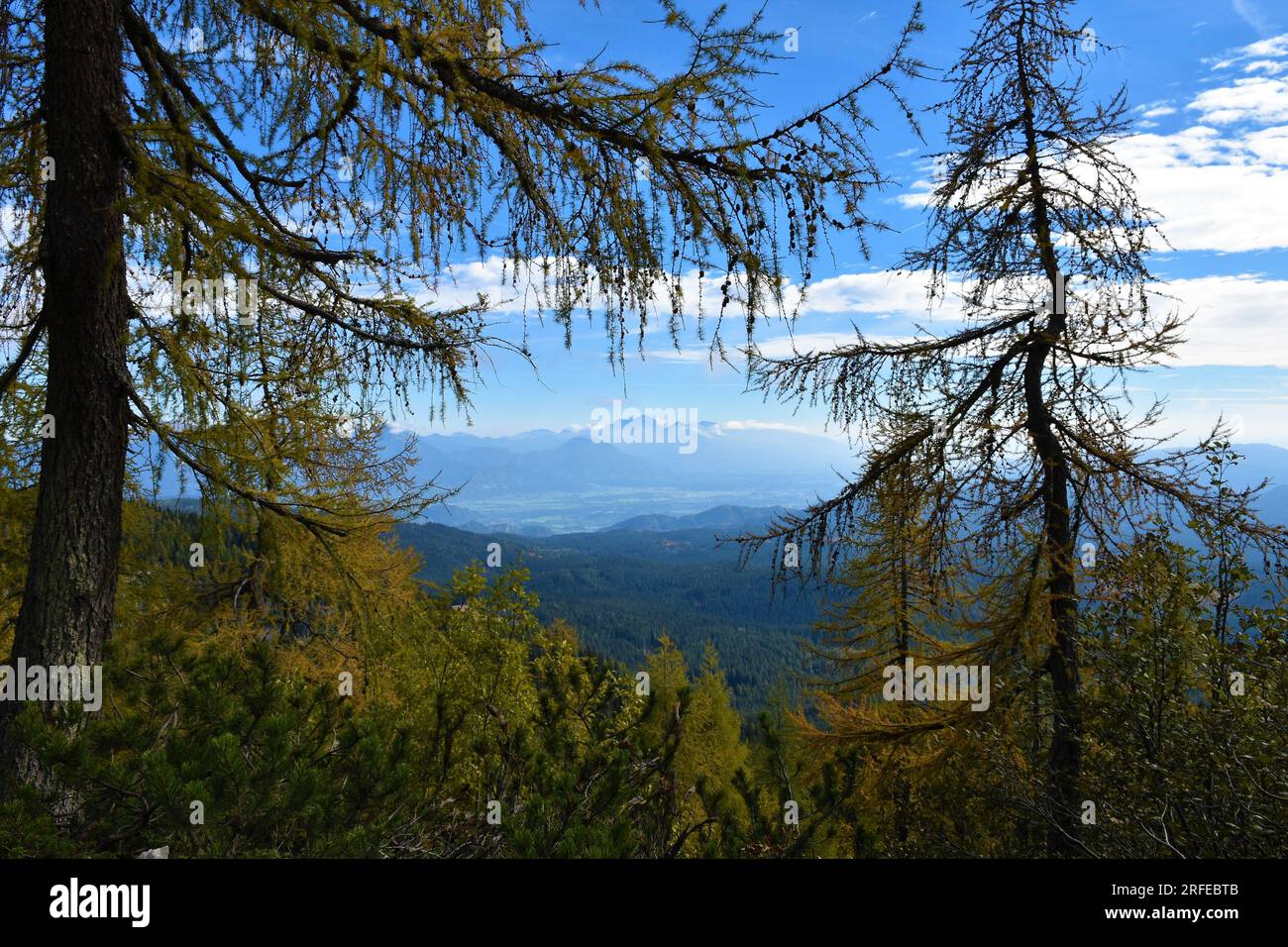 View of Pokljuka plateau Gorenjska, Slovenia with Karavanke mountains and Kamnik-Savinja alps with yellow colored larch trees Stock Photo