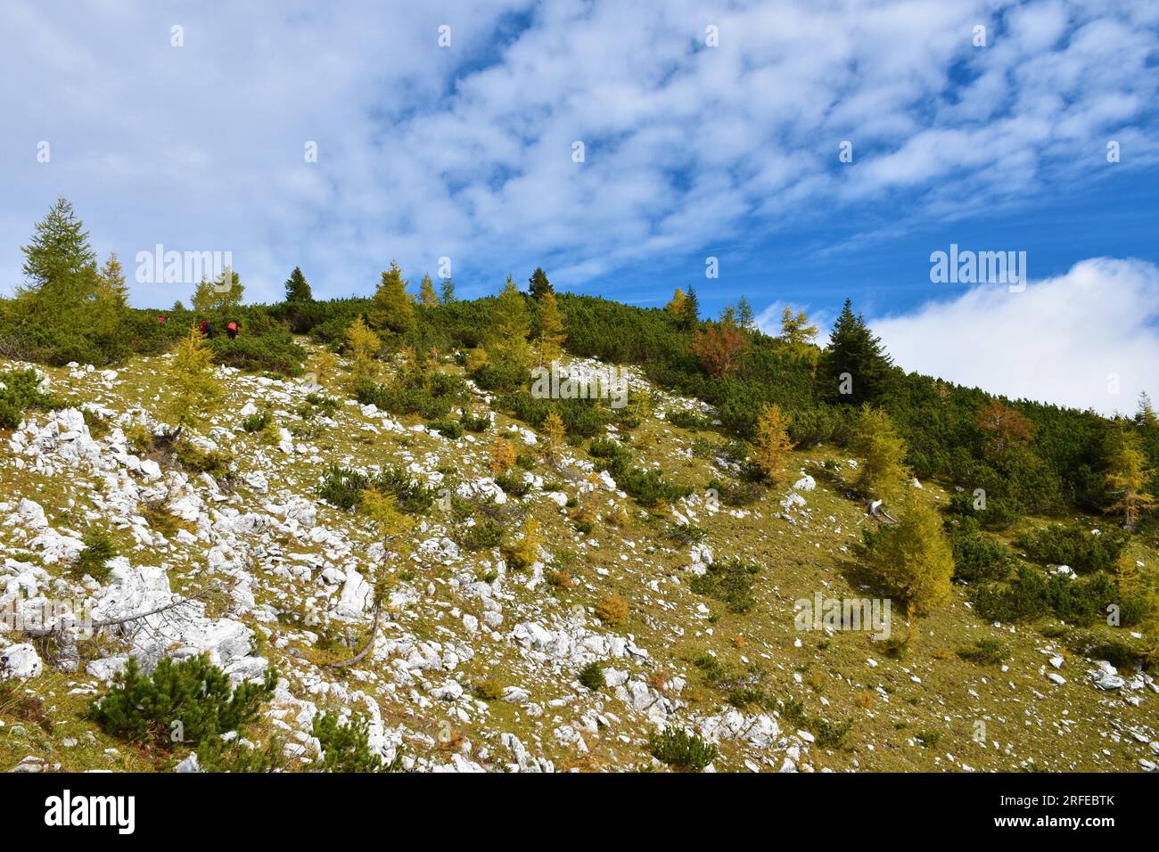 Alpine landscape in Julian alps with mugo pine and yellow colored larch trees Stock Photo