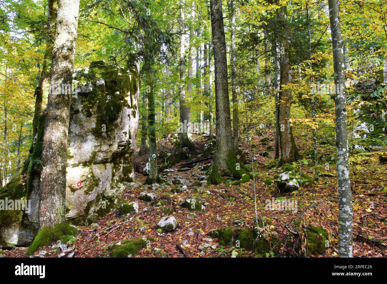 Mixed broadleaf and coniferous forest with beech (Fagus sylvatica) and silver fir (Abies alba) trees and a large rock Stock Photo
