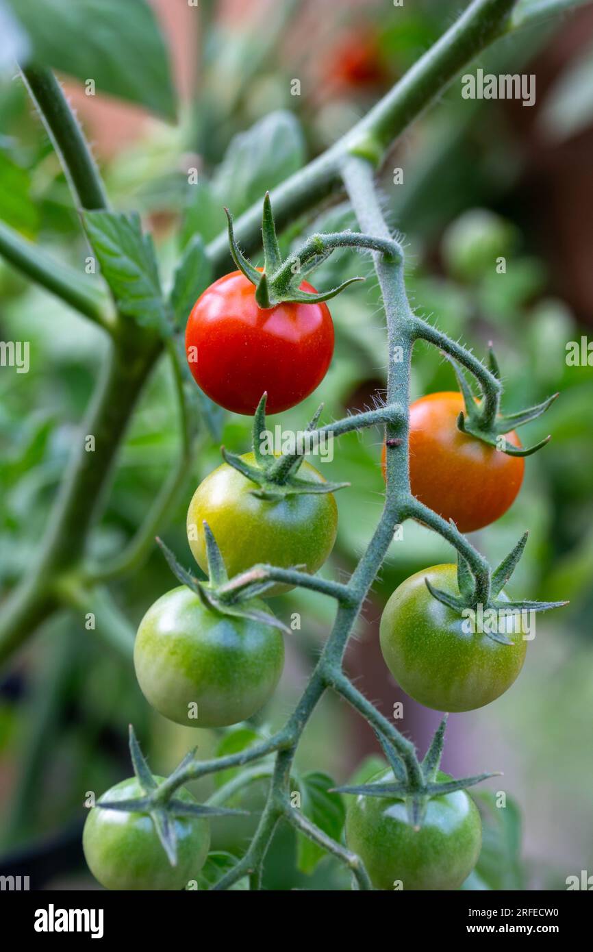 Macro texture background view of vine ripening cherry tomatoes on an outdoor potted tomato plant Stock Photo