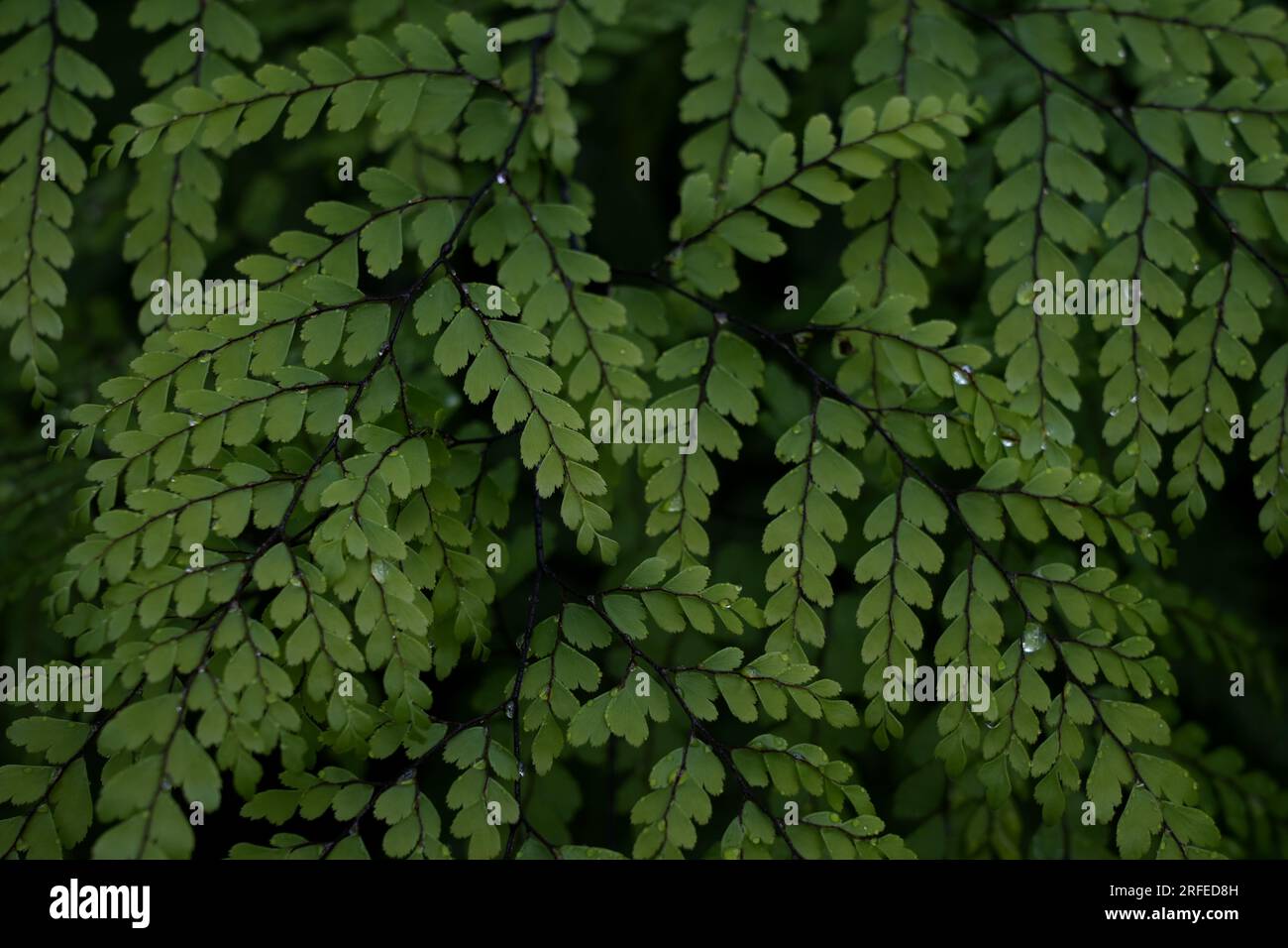 Adiantum amplum. Close up of green plant as natural background. Family of the Adiantaceae Stock Photo