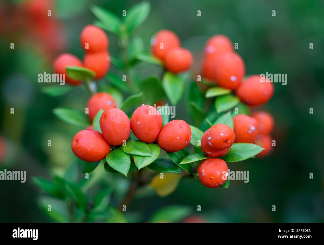 Red berries of Alyxia ruscifolia. Plant closeup. Shrub of the chainfruit or prickly alyxia. Stock Photo