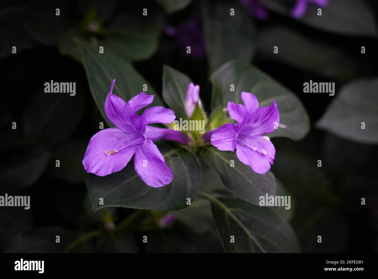 Barleria cristata with purple flowers. Close-up of the flowering plant. Philippine violet, bluebell barleria or crested Philippine violet. Stock Photo