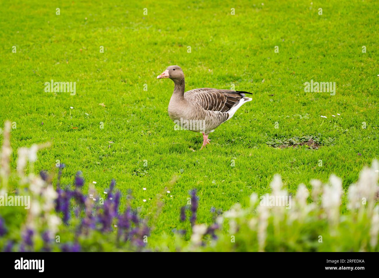 Greylag goose on a green meadow. Wild bird. Stock Photo