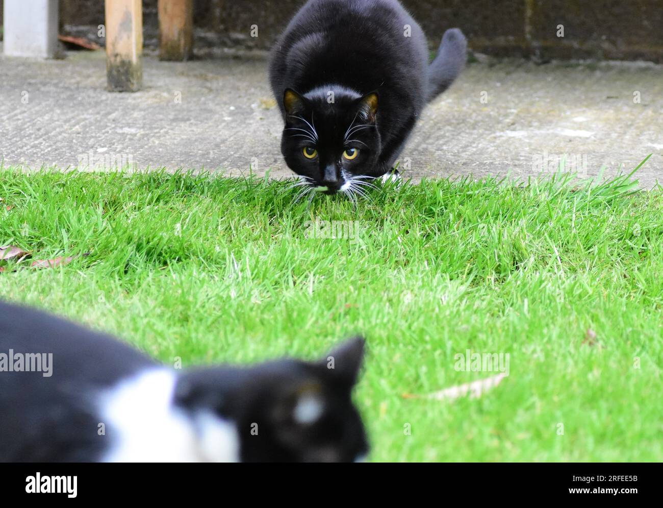 Two tuxedo cats in the garden preparing to wrestle and play Stock Photo