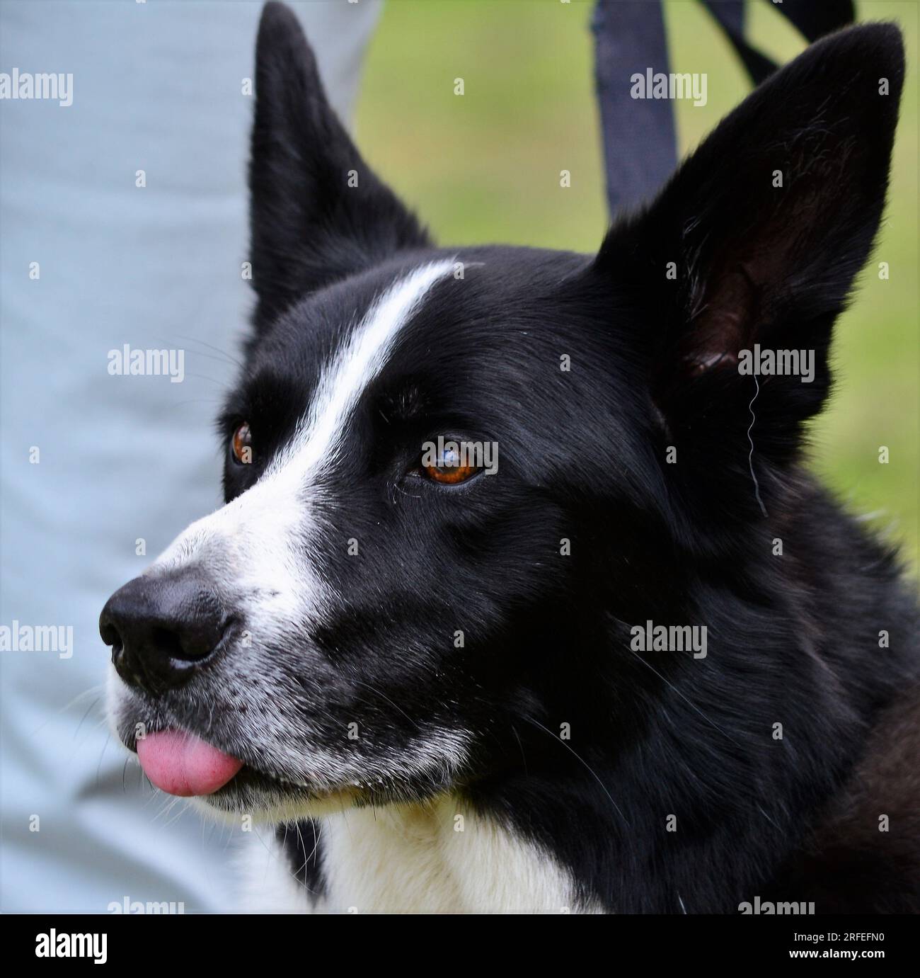 Black and white Australian sheep dog with its tongue out sits outside