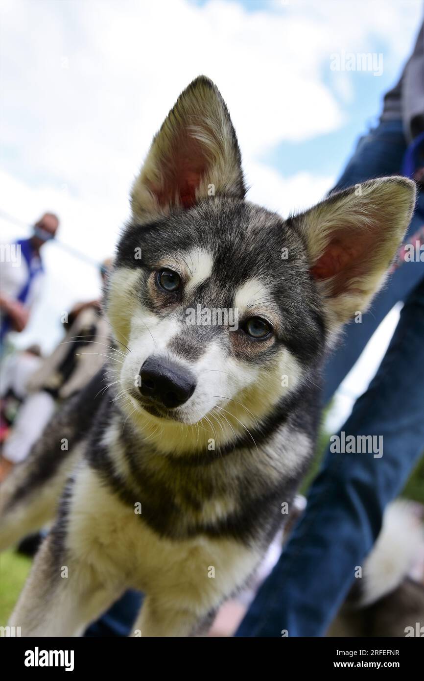 Black and white husky puppy with big ears at the 2017 Banbury