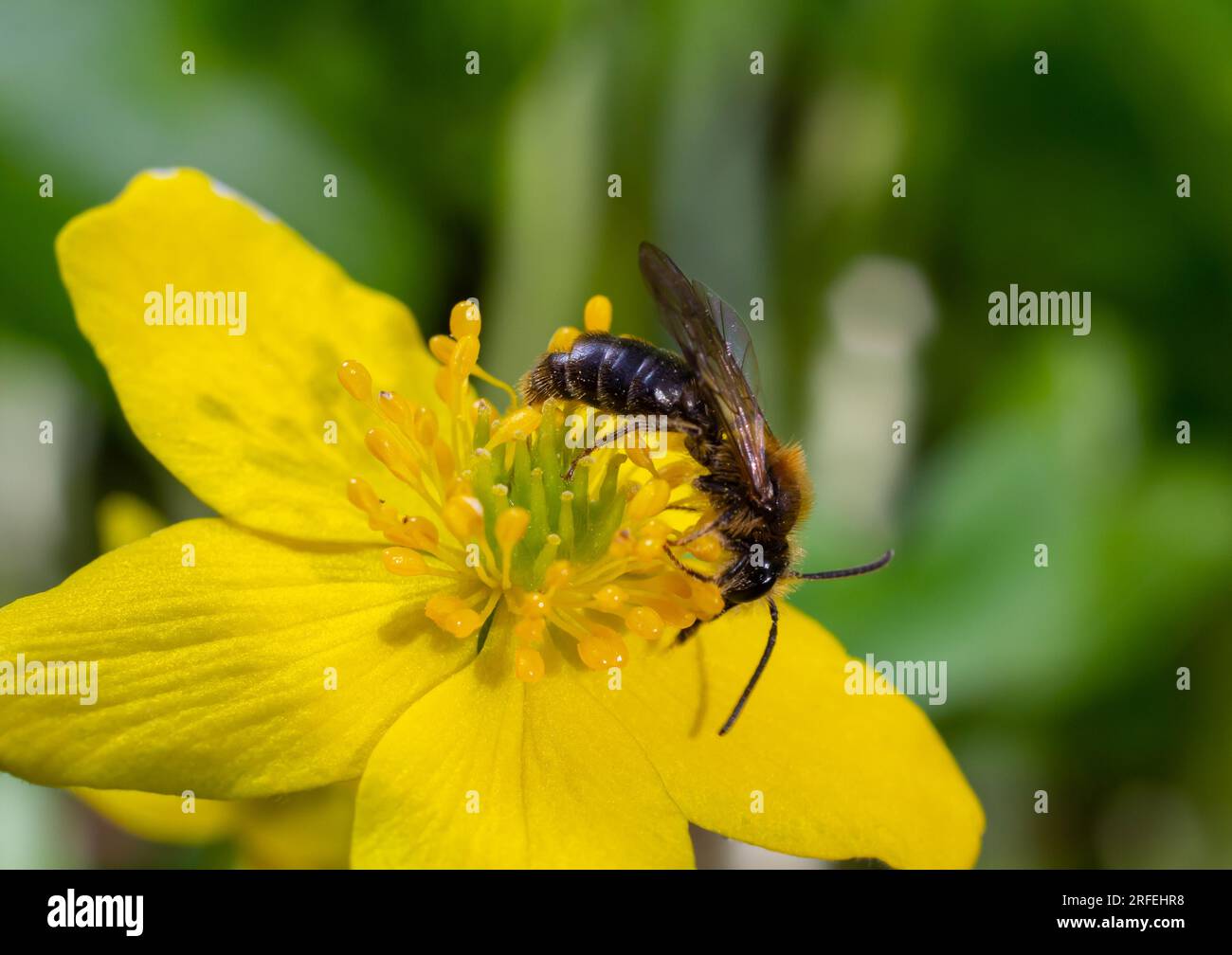 Honey bee on Yellow wood Anemone, Anemonoides ranunculoides. Nature awakening in spring. Stock Photo