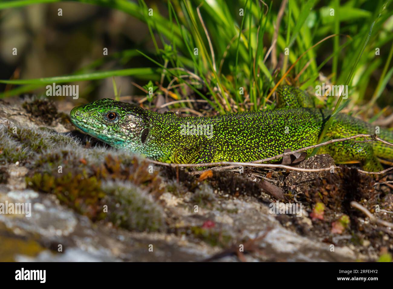 European green lizard Lacerta viridis emerging from the grass exposing its beautiful colors. Stock Photo